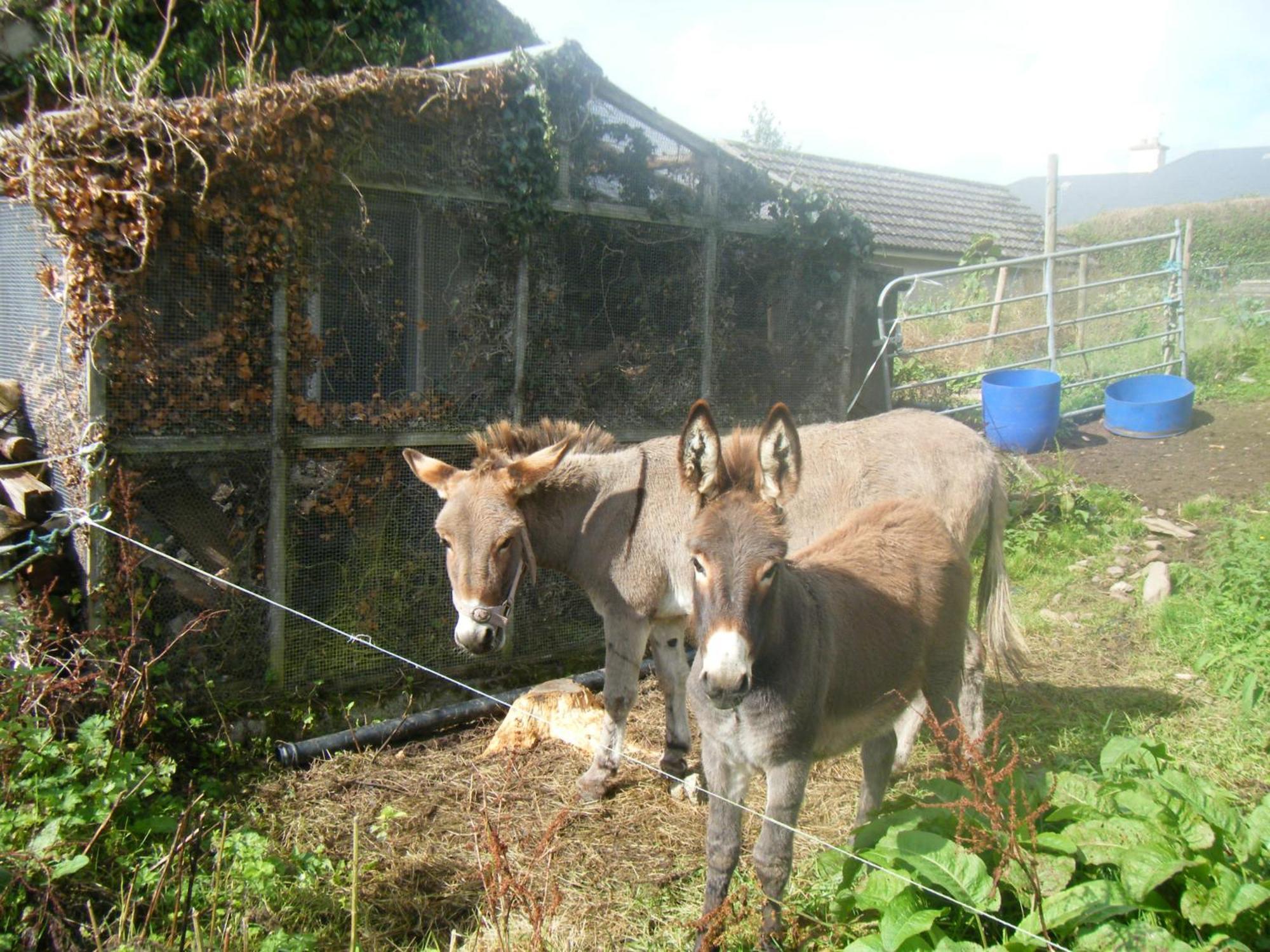 Ashfield B&B Kenmare Exterior photo